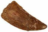 Serrated Raptor Tooth - Real Dinosaur Tooth #333375-1